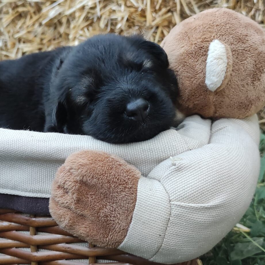 Chiot de 2 semaines Aldeutsche Shäferhund