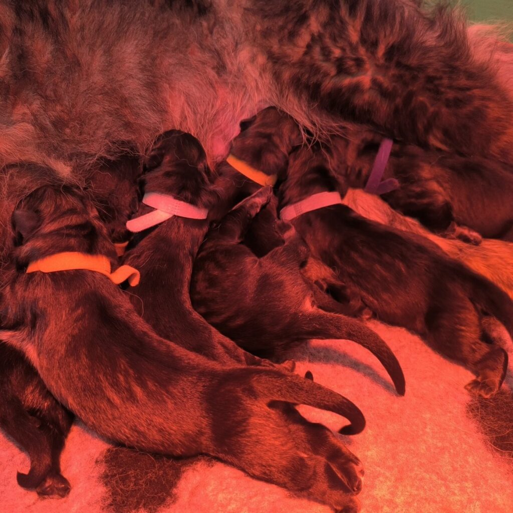 6 chiots Aldeutsche Shäferhund nouveaux nés qui tetent sa mère