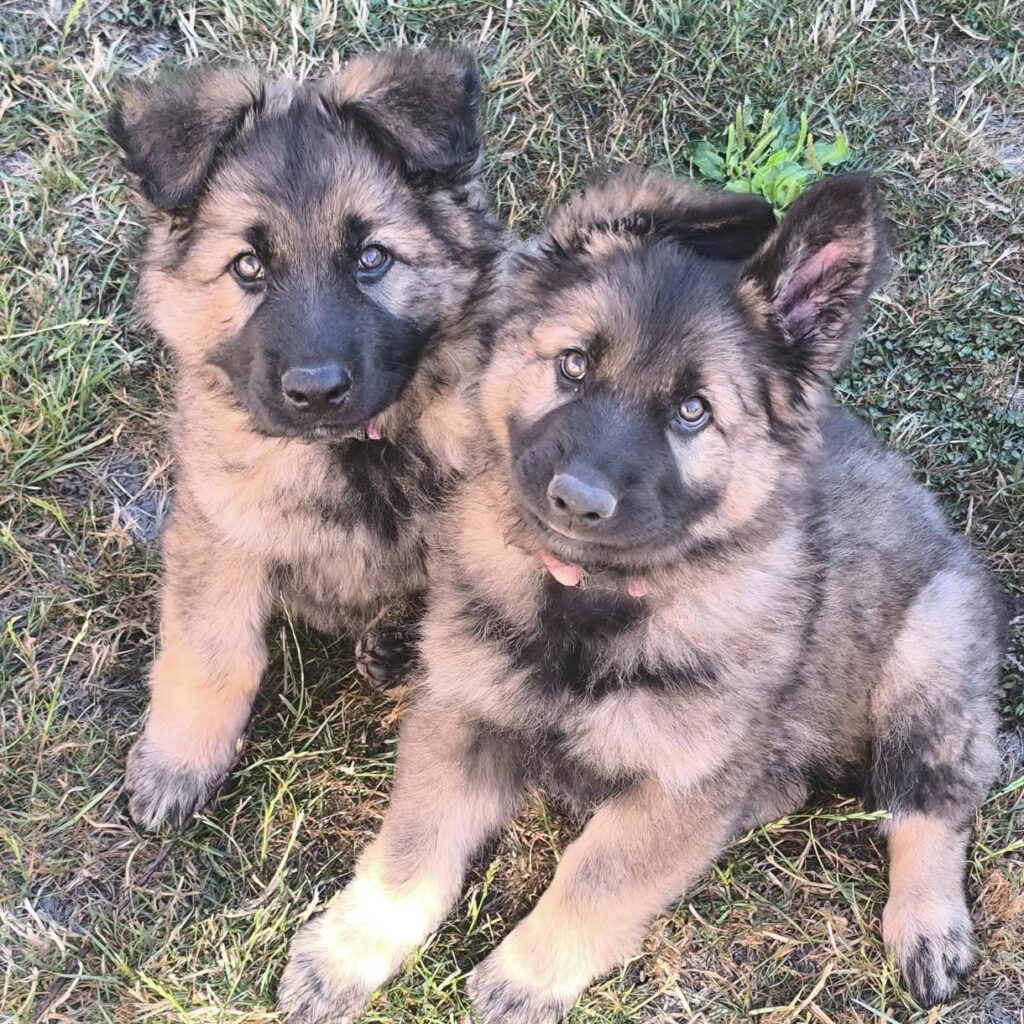 Deux chiots Aldeutsche Shäferhund assis sur l'herbe