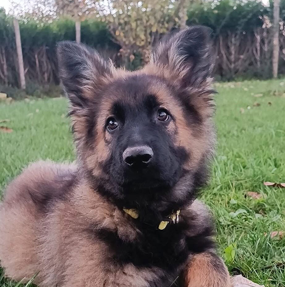 Chiot de 7 semaines Aldeutsche Shäferhund