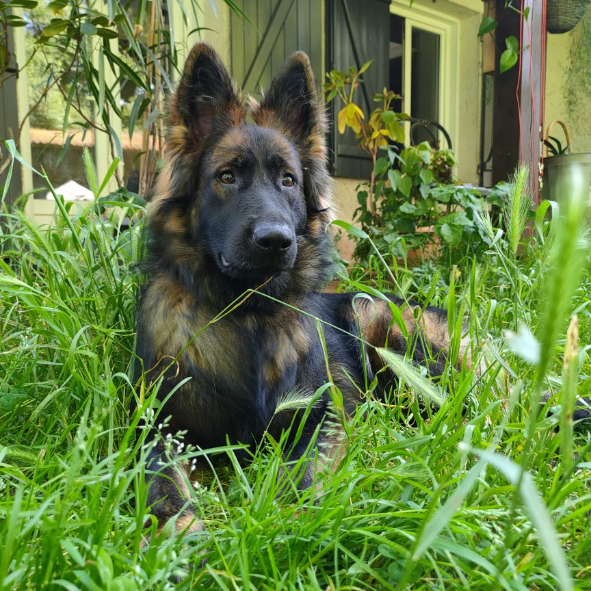 Chien Aldeutsche Shäferhund couché sur l'herbe haute