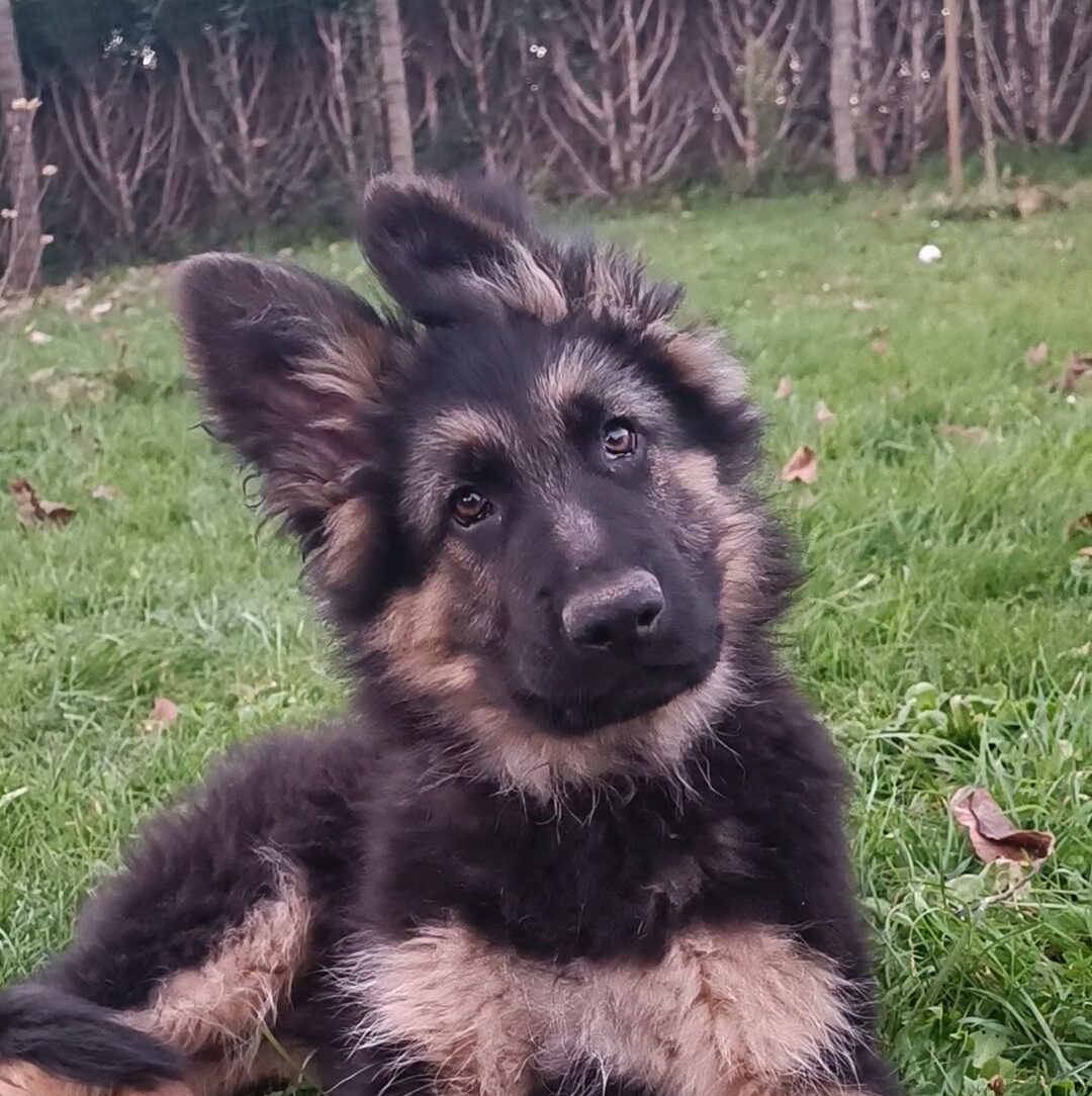Chiot Aldeutsche Shäferhund couché sur l'herbe