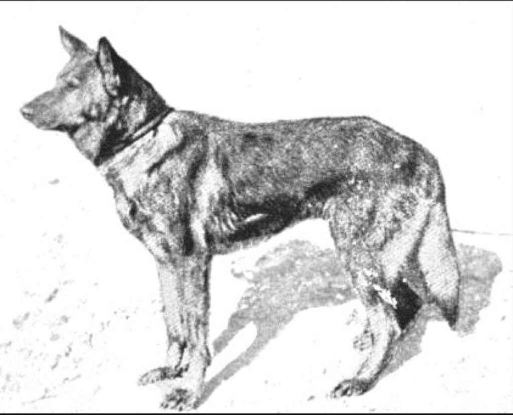Chien Aldeutsche Shäferhund primitif