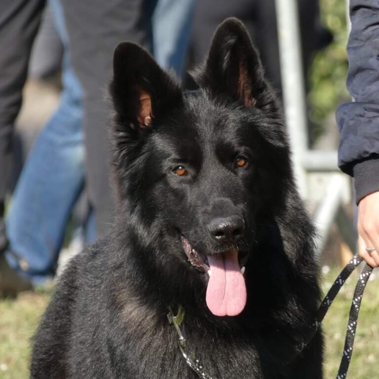 Dracko, Altdeutsche Shäferhund noir