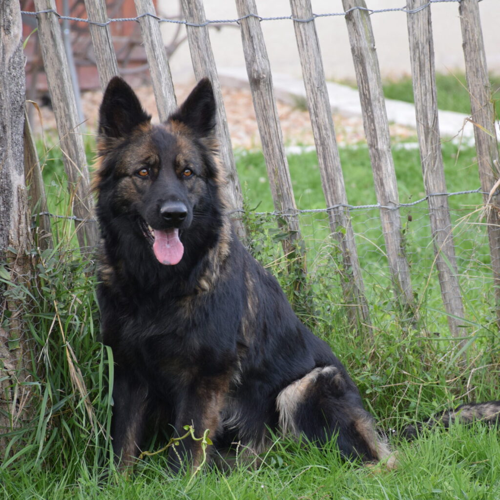Moka, femelle Altdeutsche Schäferhund reproductrice à l'élevage La forêt des A.S
