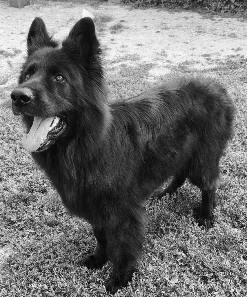 Chien Aldeutsche Shäferhund noir