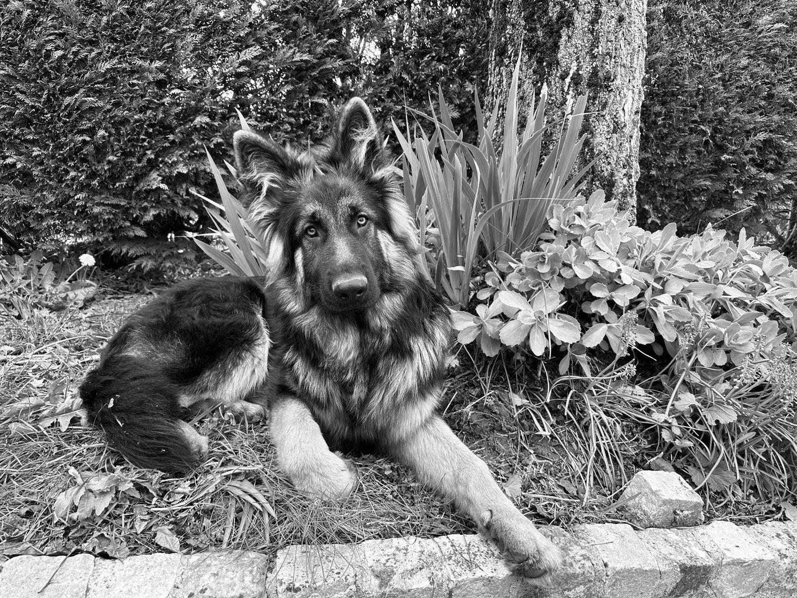 Chien Aldeutsche Shäferhund couché sur l'herbe