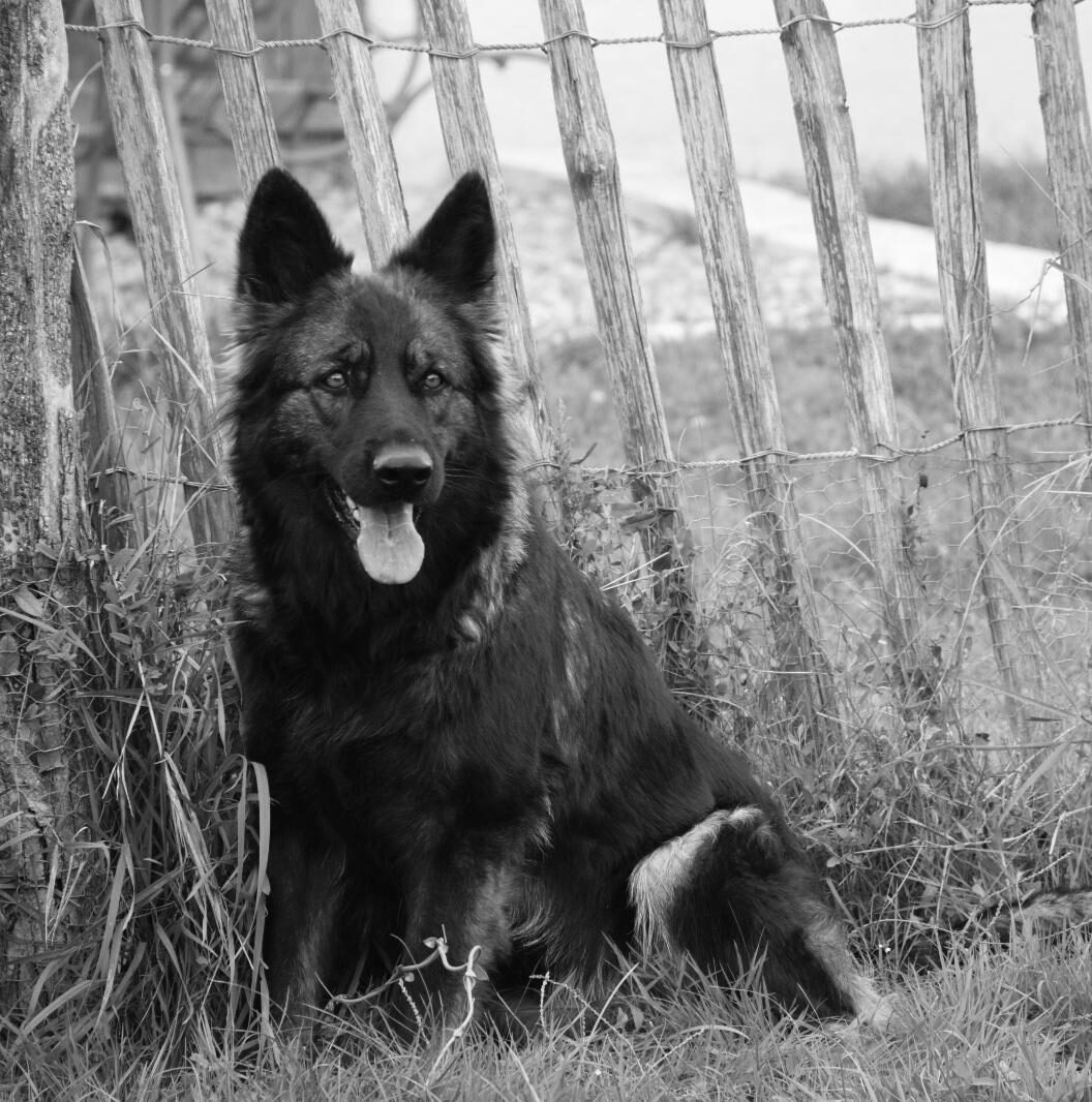 Chienne reproductrice Aldeutsche Shäferhund