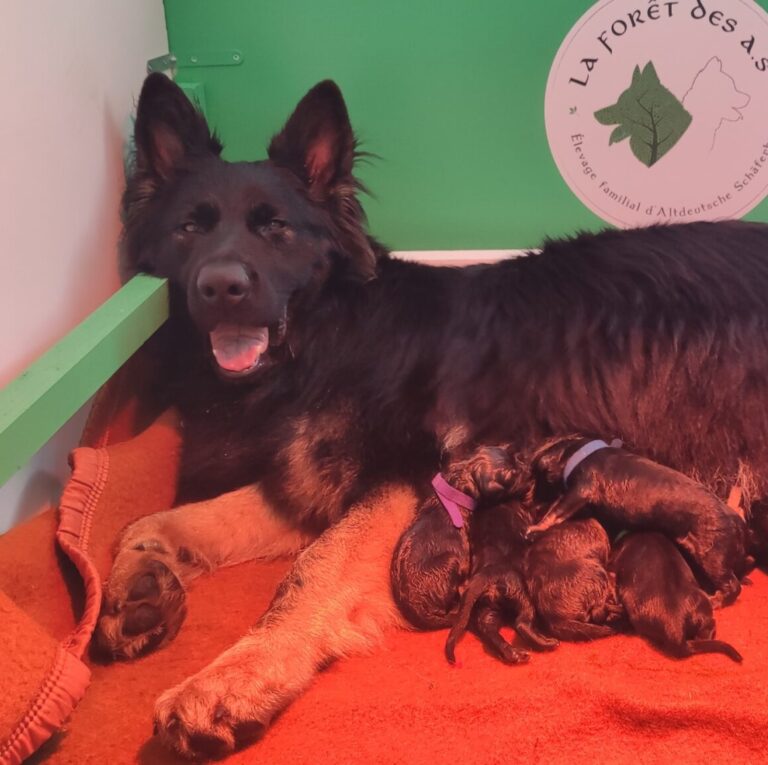 Shiva, avec ses chiots nouveaux nés